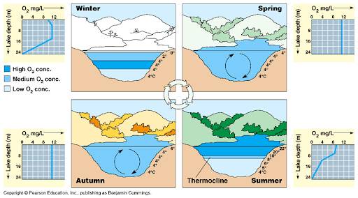 Graphic showing the seasonal changes for lakes with stratification